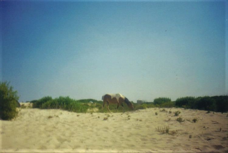 Assateague Island National Seashore